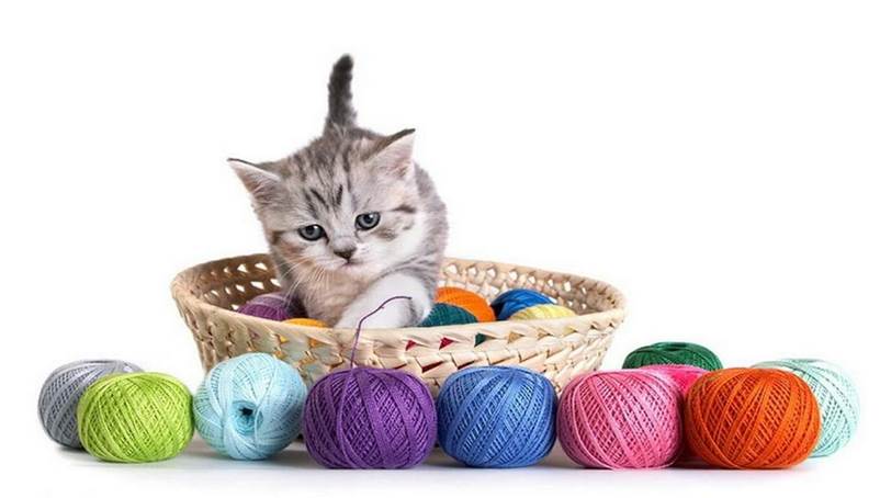 Kitten with yarn.jpg